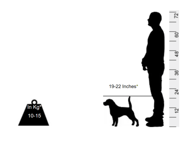 Beagle - Image 2