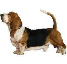 Basset Hound - France