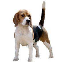 Beagle