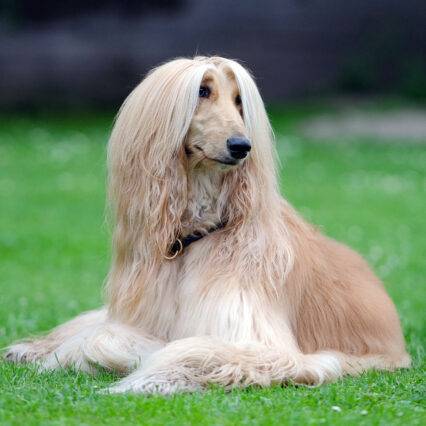 Afghan hound