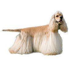 Cocker Spaniel - Small in size but big on fun