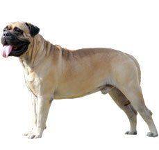 Bull Mastiff - Do not judge a book by its cover