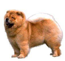 Chow Chow - A bear and a lion in a dog suit