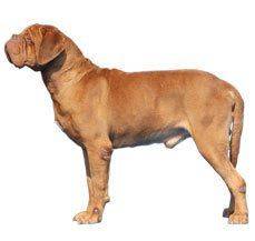 Dogue de Bordeaux (French Mastiff) - The fancy name is the cover for this French Mastiff