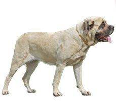 Mastiff - This giant can accommodate anywhere
