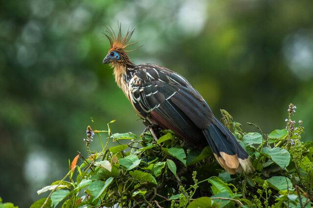 Hoatzin - a species of tropical bird found in swamps, riparian forests, and mangroves of the Amazon and the Orinoco basins in South America.