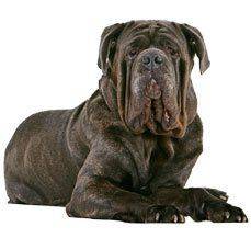 Neapolitan Mastiff - You will fall in love with its clumsiness