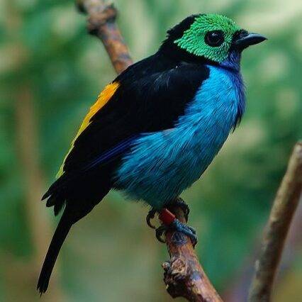 Paradise Tanger - is a brilliantly multicolored, medium-sized songbird