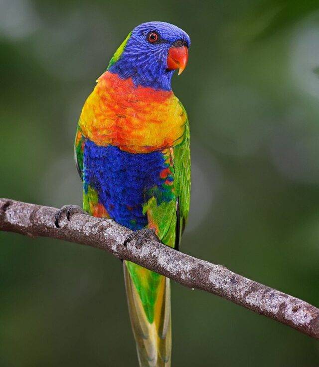 Rainbow Lorikeet - Africa's common along the eastern seaboard.