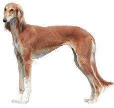Saluki - This breed was precious enough to be mummified