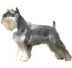 Miniature Schnauzer - This ratter will guard you against all intruders