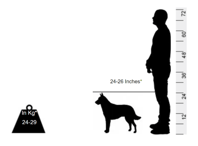 Belgian Malinois - Superdog of modern times - Image 2