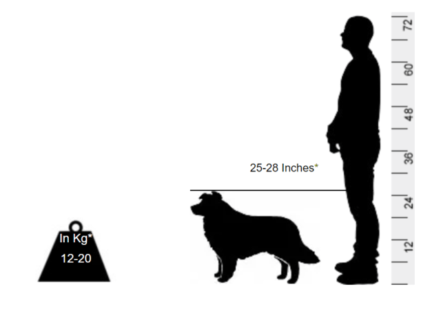 Border Collie - An IQ that can leave you with envy - Image 2