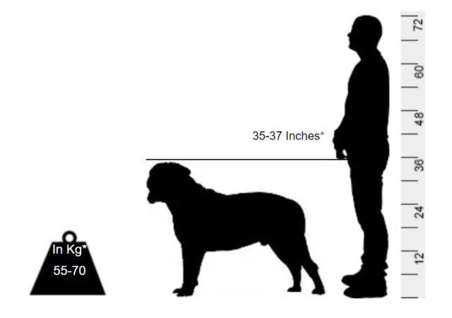 Bull Mastiff - Do not judge a book by its cover - Image 2