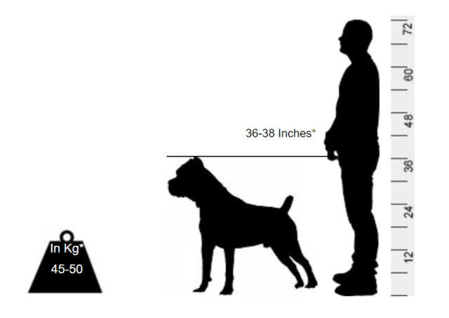 Cane Corso - Your very own personal bouncer - Image 2