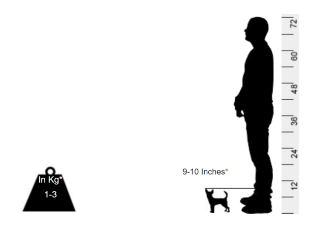Chihuahua - Is it a toy or is a dog? - Image 2