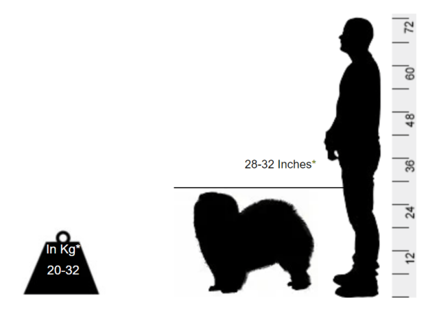 Chow Chow - A bear and a lion in a dog suit - Image 2
