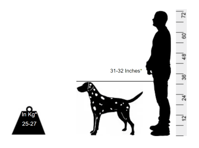 Dalmatian - Get your very own celebrity - Image 2