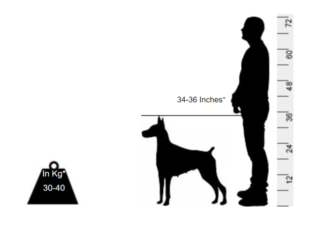 Doberman - Do not be intimidated by the looks of this one - Image 2