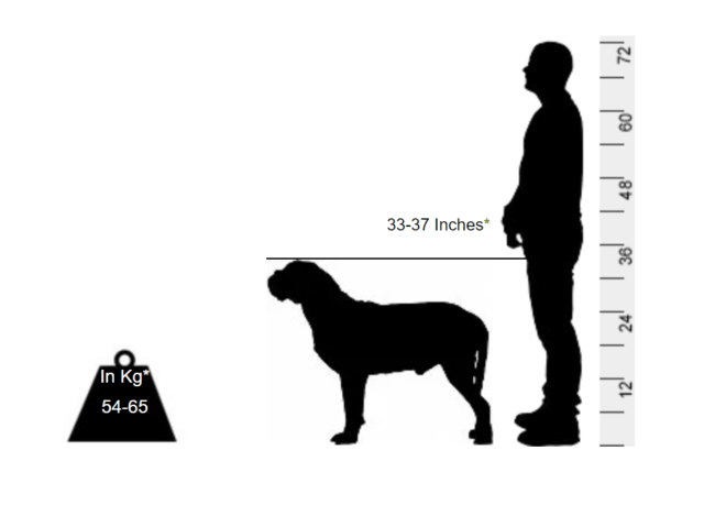 Dogue de Bordeaux (French Mastiff) - The fancy name is the cover for this French Mastiff - Image 2