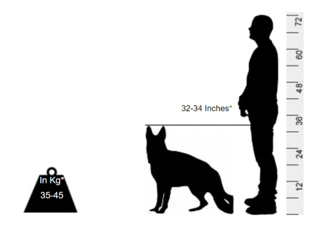 German Shepherd - Bring home your very own deputy sergeant - Image 2