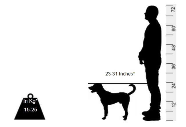 Kombai - A sighthound that is different from the others - Image 2