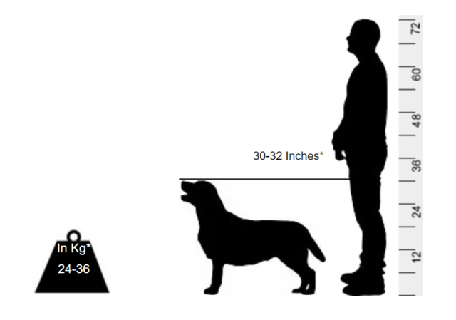 Labrador Retriever - The perfect family pet - Image 2