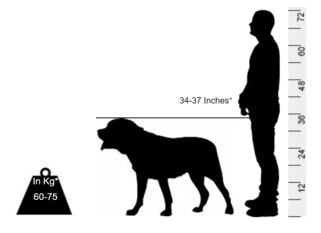 Mastiff - This giant can accommodate anywhere - Image 2