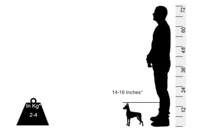 Miniature Pinscher - Make way for the King of Toys - Image 2