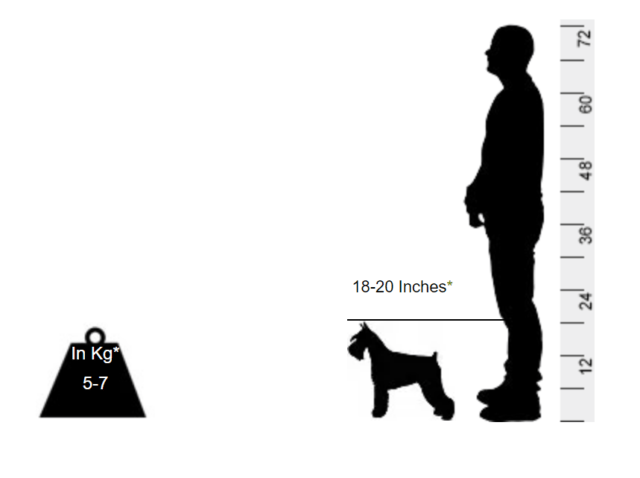 Miniature Schnauzer - This ratter will guard you against all intruders - Image 2