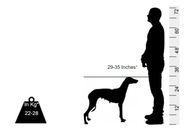 Mudhol Hound - The most versatile breed when it comes to it 's nomenclature - Image 2