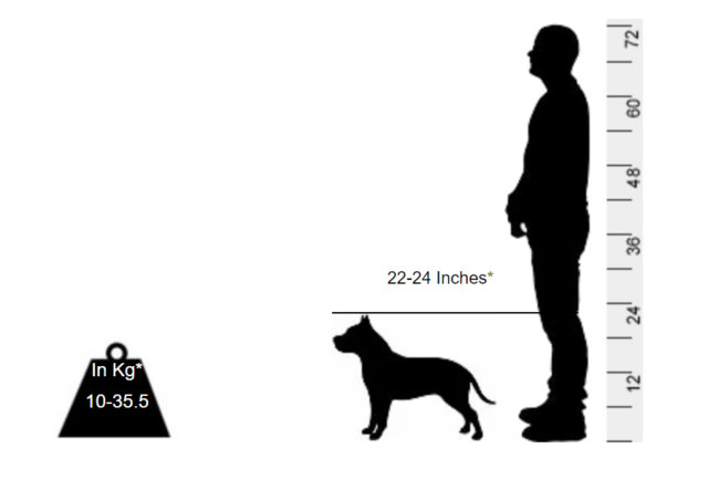 Pit Bull - This one is not for inexperienced holders - Image 2