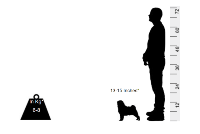 Pug - This little pooch is a piece of history - Image 2