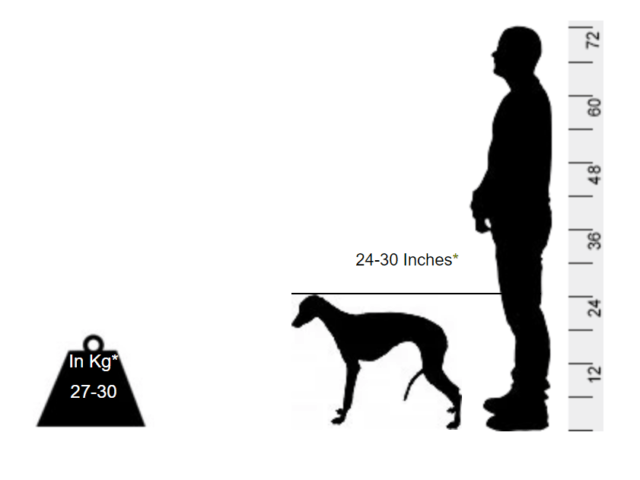 Rampur Hound - A hound that was bred in the home grounds - Image 2