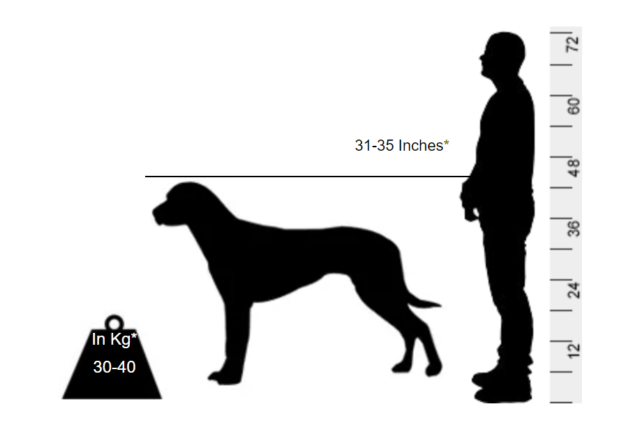 Rhodesian Ridgeback - The Navy SEAL of all dog breeds - Image 2