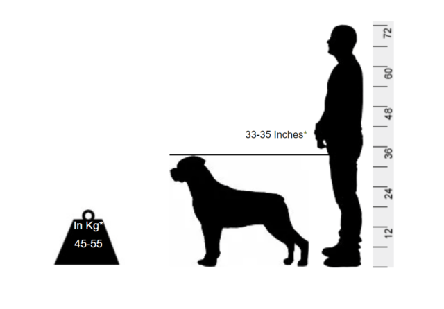 Rottweiler - The guard dog with an iron jaw - Image 2