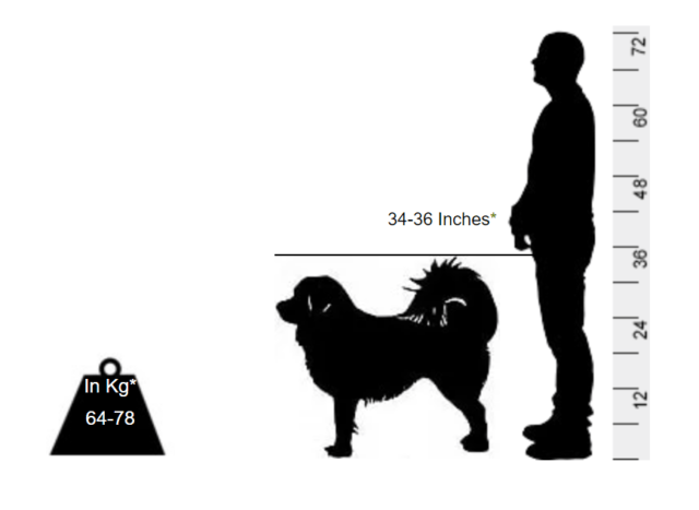 Tibetan Mastiff - Here comes the world’s most expensive dog - Image 2