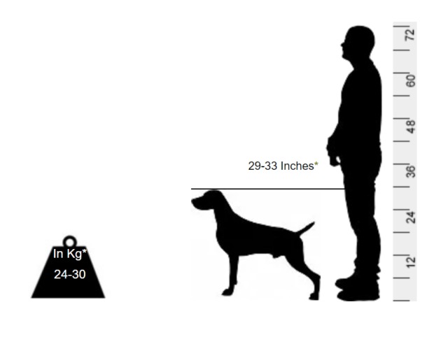 Weimaraner - This one can disappear right in front of your eyes - Image 2