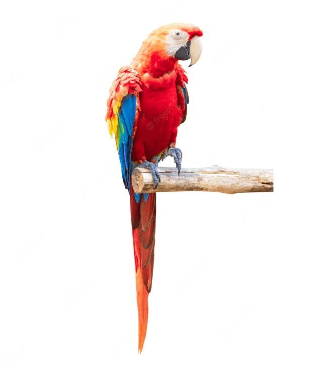 scarlet macaw - native to humid evergreen forests of the Americas