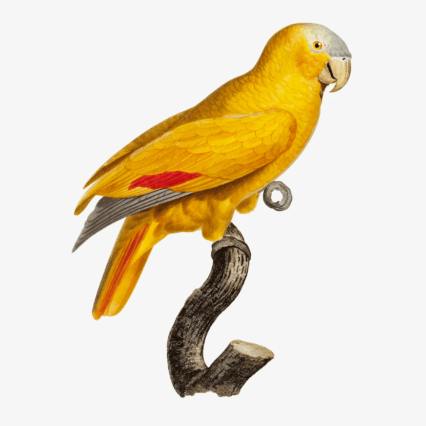 Golden Pheasant -  a gamebird of the order Galliformes and the family Phasianidae.
