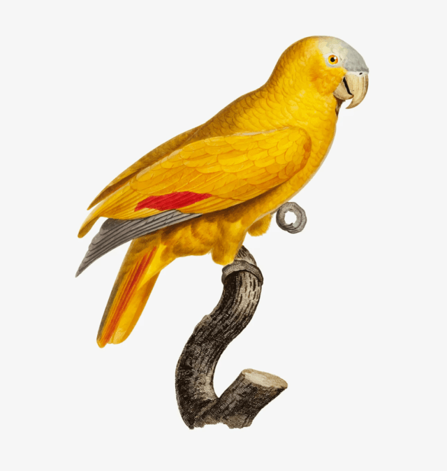 Golden Pheasant -  a gamebird of the order Galliformes and the family Phasianidae.
