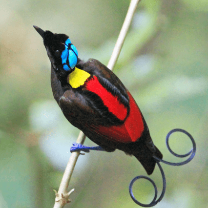 Wilson's bird of paradise - a species of passerine bird of the family Paradisaeidae.