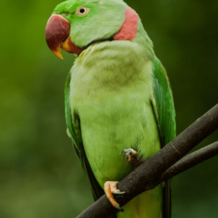 Parrot - Psittaciformes and are found mostly in tropical and subtropical regions.