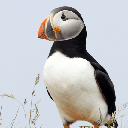 Atlantic puffin - a species of seabird in the auk family.