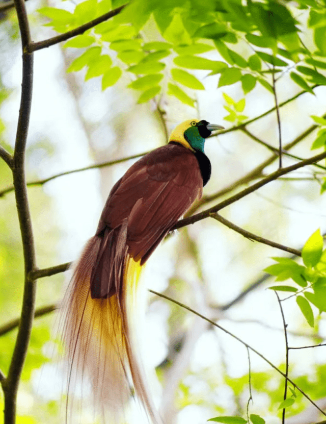 Bird of Paradise - The majority of species are found in eastern Indonesia