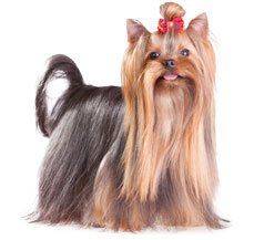 Yorkshire Terrier - Bring home this hypoallergenic dog that does not shed