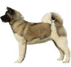 Akita