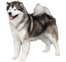 Alaskan Malamute