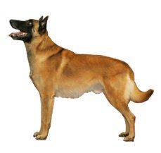 Belgian Malinois - Superdog of modern times