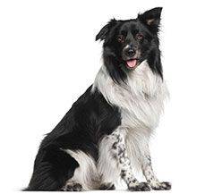 Border Collie - An IQ that can leave you with envy